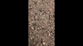 Dense group of insects