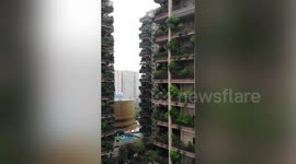 Plants overrun balconies turning Chinese residential buildings into 'vertical forests'