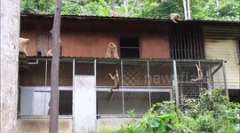Hungry monkeys raiding homes in southern Thailand in search of food after Covid-19 killed tourism