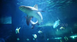 cápák és nagy halak