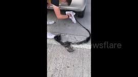 Disgusting! Woman pulls metres-long cot of 'hair' from car exhaust. But what is it really?