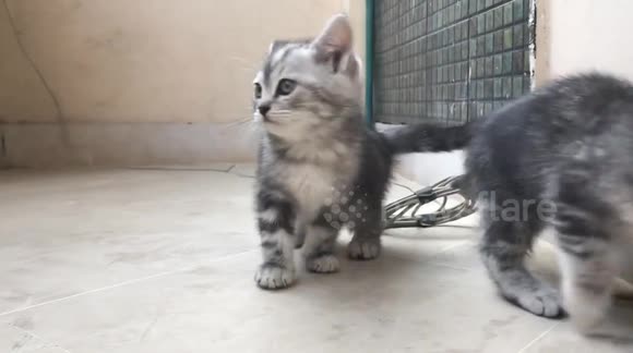 2 Cute Kittens Beautiful