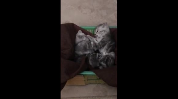 My 2 Cute Kittens Playing or Fighting Together