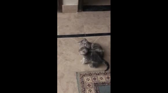 My 2 Beautiful Kittens Playing In Morning