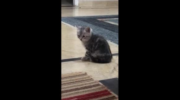 My 2 Beautiful Kittens First Day In My Home