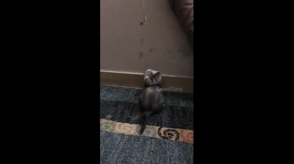 She loves to play with us, my cute kitten