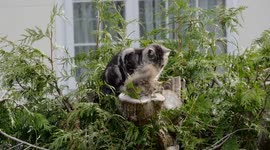 Badboy tomcat's only friend is a squirrel