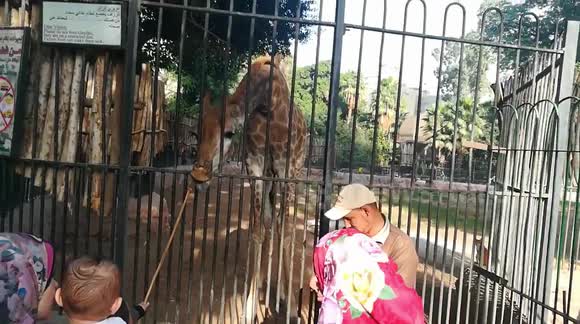 Giraffe Lined In Cage To Get Raw Food With Her Tounge
