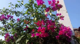 Beautiful Pink flowers