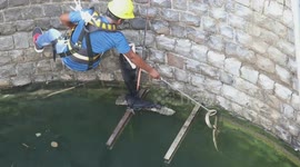 Two cobras scooped out of 60-foot-deep well by snake rescuer in India