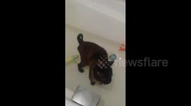 Смешная кошка