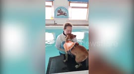 Rescue dog swims equivalent of 37 miles to raise cash for an animal sanctuary