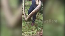 Massive python rescued from coffee estate in southern India