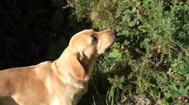 Dog picks blackberries for herself to eat.