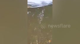 Freshwater dolphins seen in Indonesia for the first time in three years