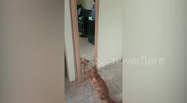 This adorable kitten has found a friend in her own reflection in the mirror.