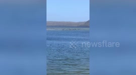 90 pilot whales dead and 180 more stranded off coast of Australia