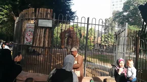 Little Girl Was Happy Feeding Zoo Giraffe
