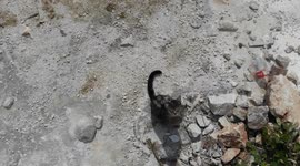 Not-so-curious cat puzzled by drone flying overhead