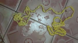 Thai man pulls 17ft long tapeworm from his bottom