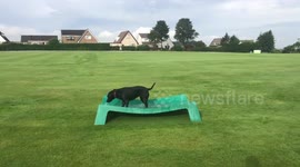 A Labrador is having so much fun splashing around and sliding along the floor