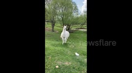 Llamas and a rare breed of horse on a horse ranch in Russia