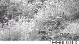 Endangered alpine musk deer spotted in northwest China after species disappeared for 40 years