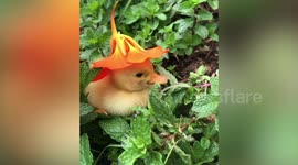 Adorable duckling nods off when a flower is put on her head