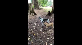 The grown-ups are SO over the puppy shenanigans