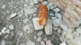 Markos and Maria Kitten On House Roof