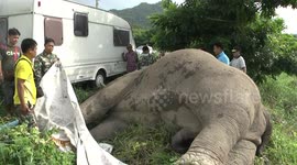 Vets examine elephant found electrocuted by fence in Thailand