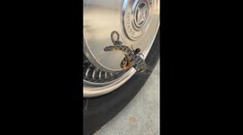 Snake Tangled In  Black Widow Spider Web  Unbelievable