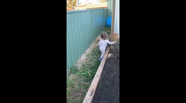 Dog Accidentally Kicks Toddler While Playing In The Garden