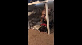 Dog Escaping The Cage