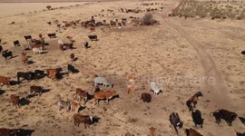 Aerial view of cattle on a farm