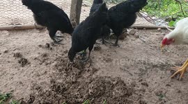 Black Chicken Ayam Cemani