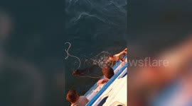 Kind-hearted passengers on ferry rescue dog swimming in sea in Thailand