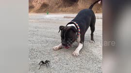 This adorable video shows a sweet dog’s hilarious interaction with a tarantula.