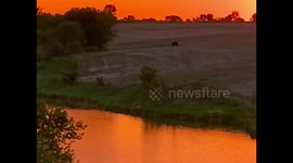 Grizzly bear with bright orange sunset