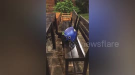 Pit Viper Slithers Over Motorcycle Helmet