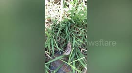 Female Grasshopper Carries Male On Her Back