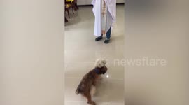 Mating Dogs Interrupt Priest's House Blessing