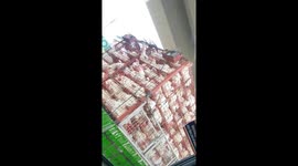 Health risk,transport livestock