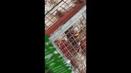 Livestock Transportation