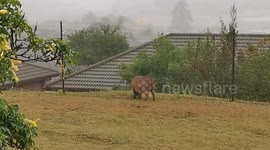 Warthogs get where they want