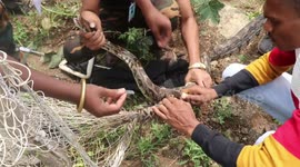 Rescuers free huge python badly trapped in wire mesh fence for 24 hours