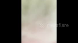 China: Cat Tries FaceTime For The First Time