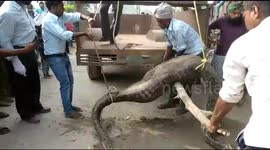 Huge python swallows 'goat-sized animal' and instantly regrets it