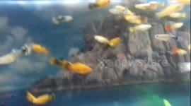 Beautiful Fishes With Beautiful Colors