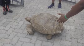 Giant Turtle having a walk